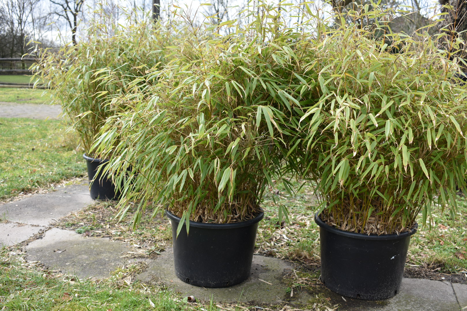 Bamboe Rufa | Olijfboom Haaren